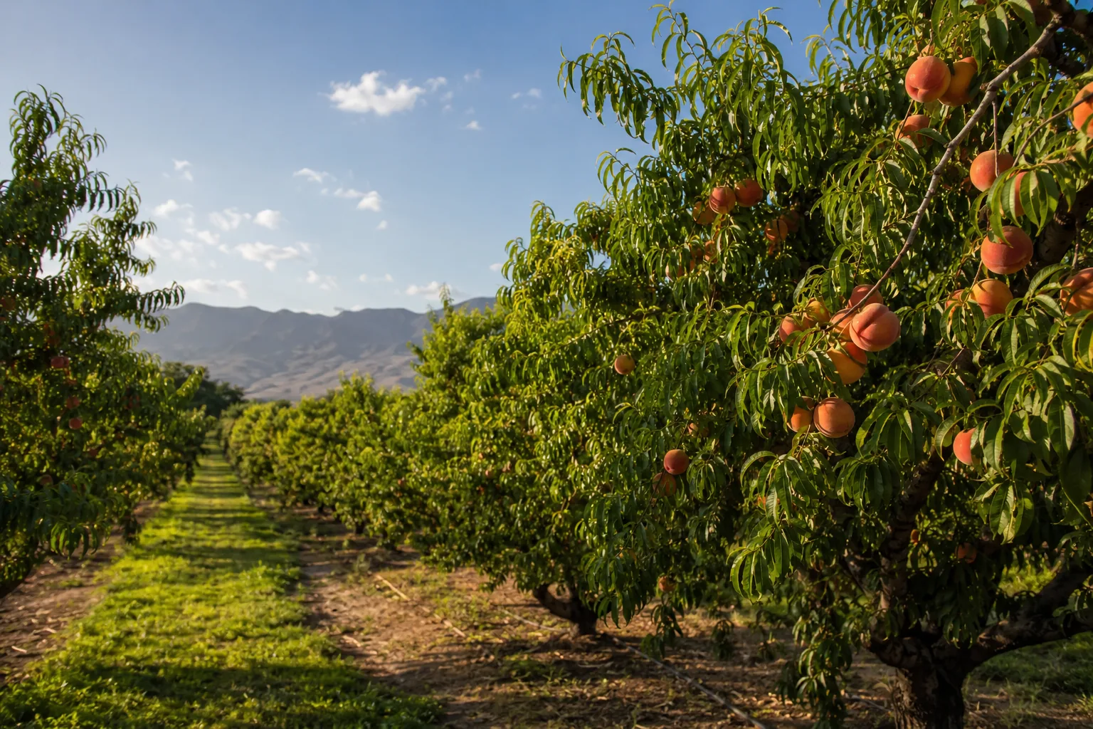 Plantación de frutales