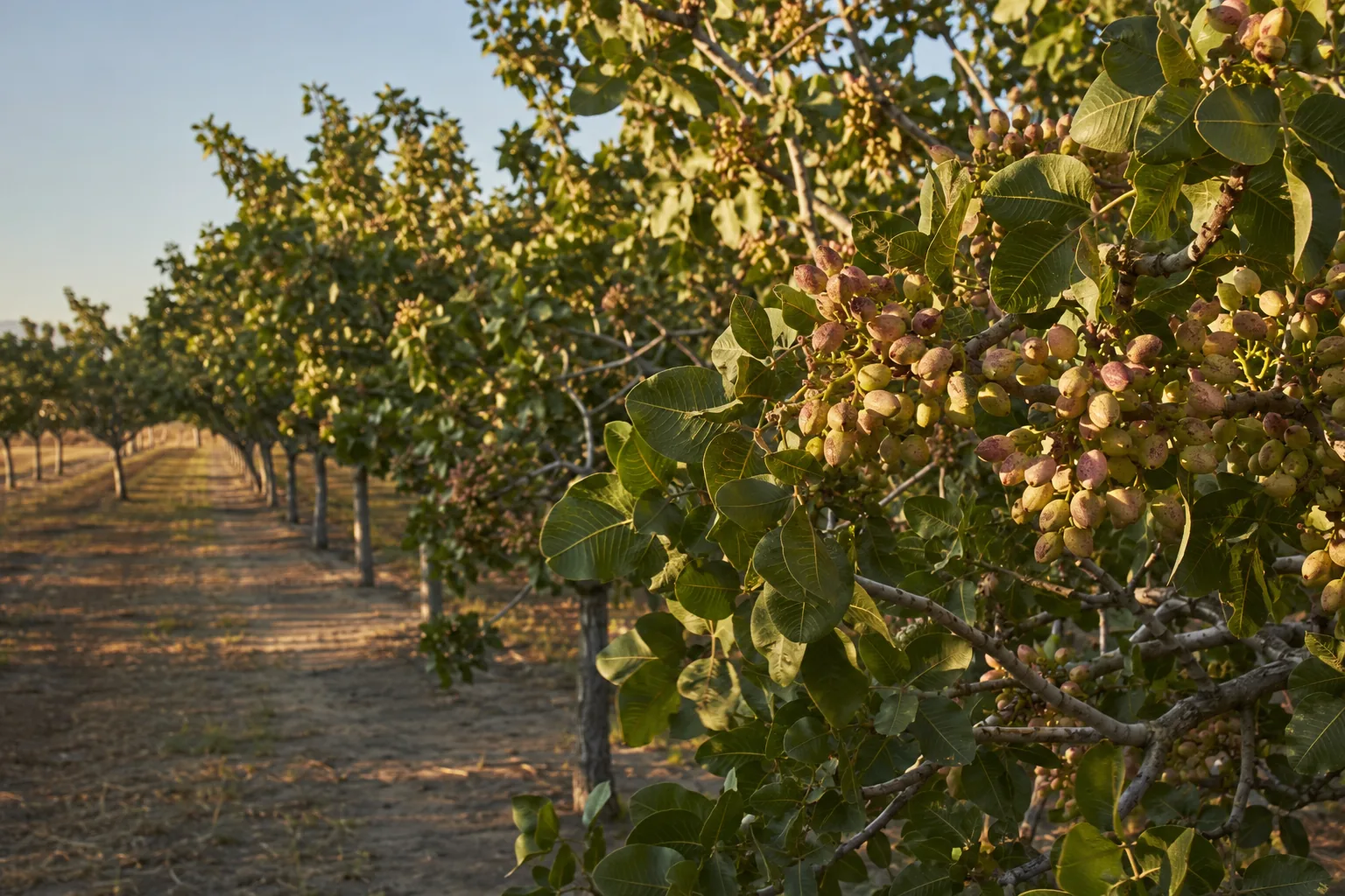 Plantación de pistachos